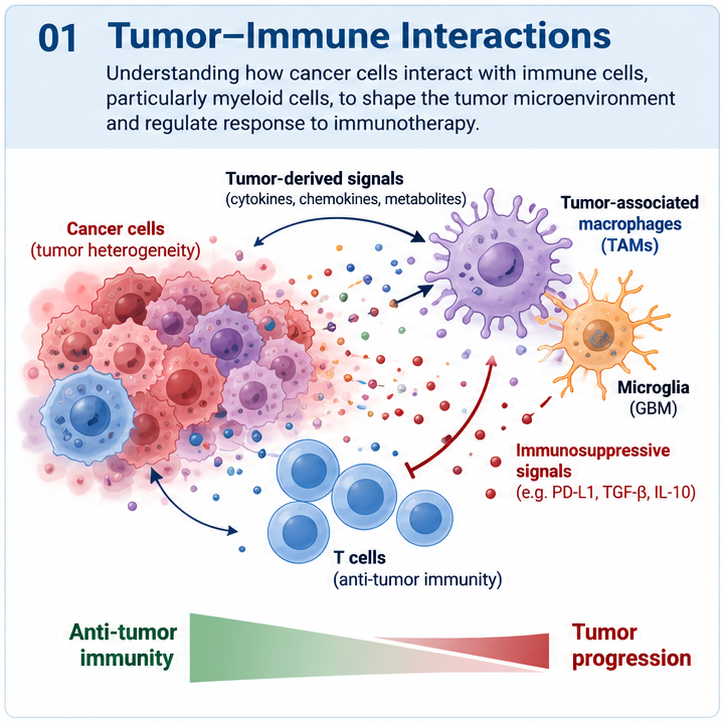 Tumor-immune interactions schematic