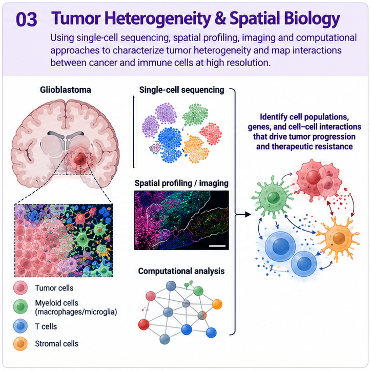 Tumor heterogeneity and spatial biology schematic
